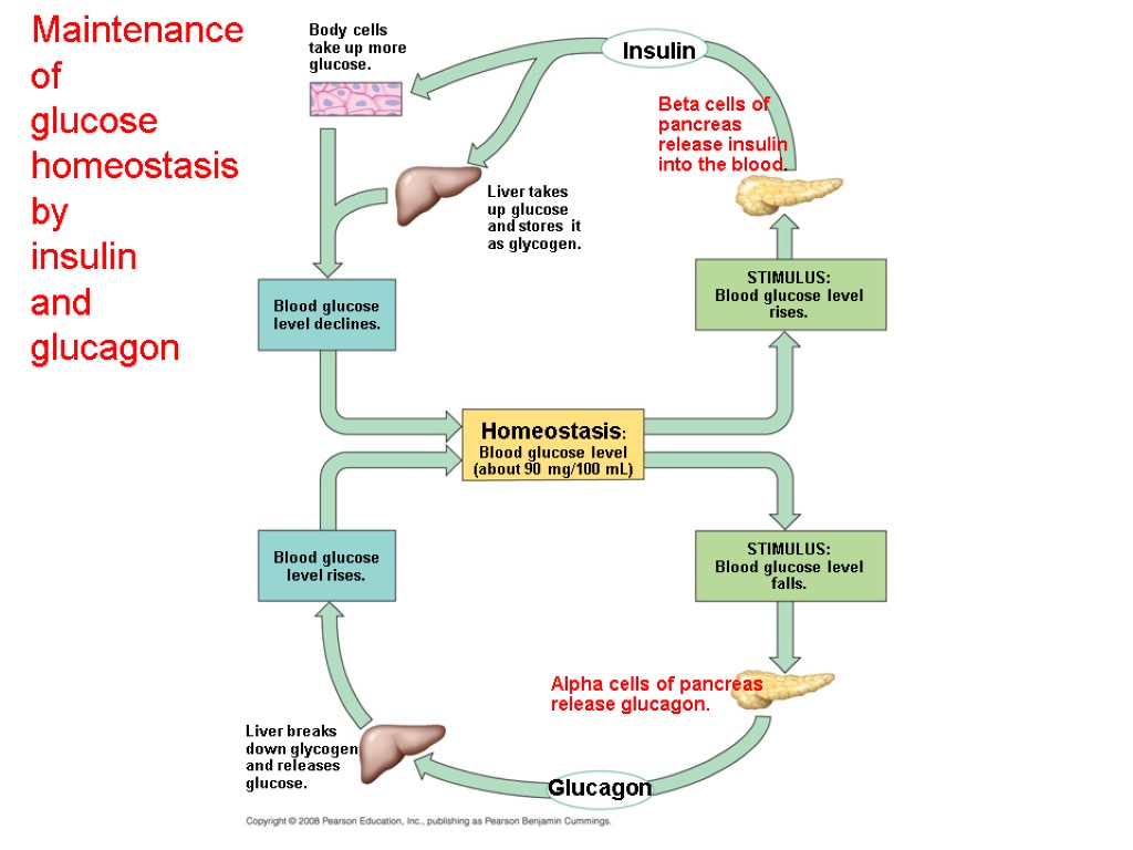 Maintenance of glucose homeostasis by insulin and glucagon Homeostasis: Blood glucose level (about 90